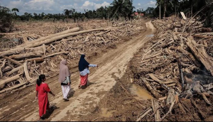 Dunia Pernah Menyelamatkan Hutan Aceh, Negara Kini Gagap Menyelamatkan Manusianya