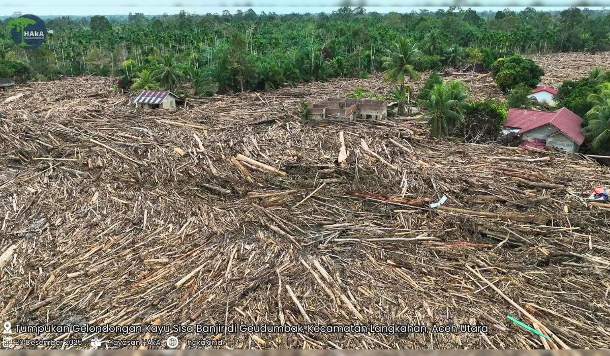 Tumpukan gelondongan kayu sisa banjir mengubur permukiman warga di Kecamatan Langkahan, Aceh Utara, pascabencana akhir November 2025. (Foto: Dok. Yayasan Hutan, Alam dan Lingkungan Aceh [HAkA]).
