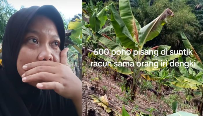 Tangis Petani Pecah, 600 Pohon Pisang Mendadak Rusak Diduga Disuntik Racun