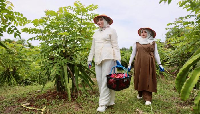 Kak Na Promosikan Buah Naga Sabang, Nikmat dan Murah Meriah