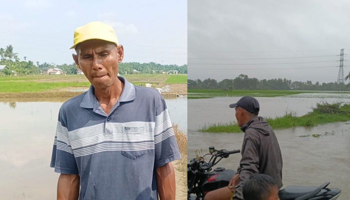 Pemulihan ini menjadi bukti bahwa kolaborasi, kerja cepat, dan komitmen dalam penanganan pascabencana mampu mengembalikan harapan, memperkuat ketahanan pangan, serta menggerakkan kembali roda ekonomi warga di wilayah terdampak banjir.