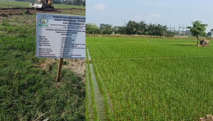 Sebelum dan sesudah rehabilitasi pascabanjir di Aceh Tamiang. Lahan persawahan yang sempat tertimbun lumpur akibat bencana hidrometeorologi akhir 2025 kini kembali menghijau dan produktif.