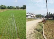 Satgas PRR Aceh Pulihkan Ribuan Hektare Sawah Pascabanjir, Harapan Petani di Aceh Timur Kembali Tumbuh